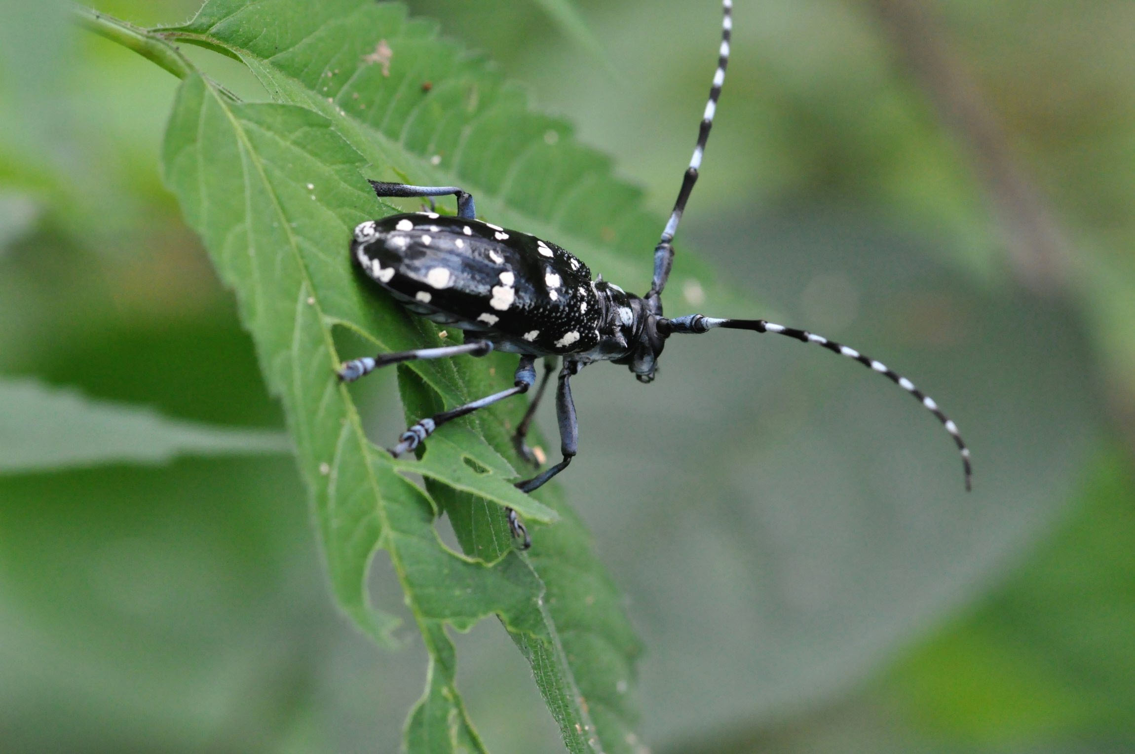 wood-boring beetle